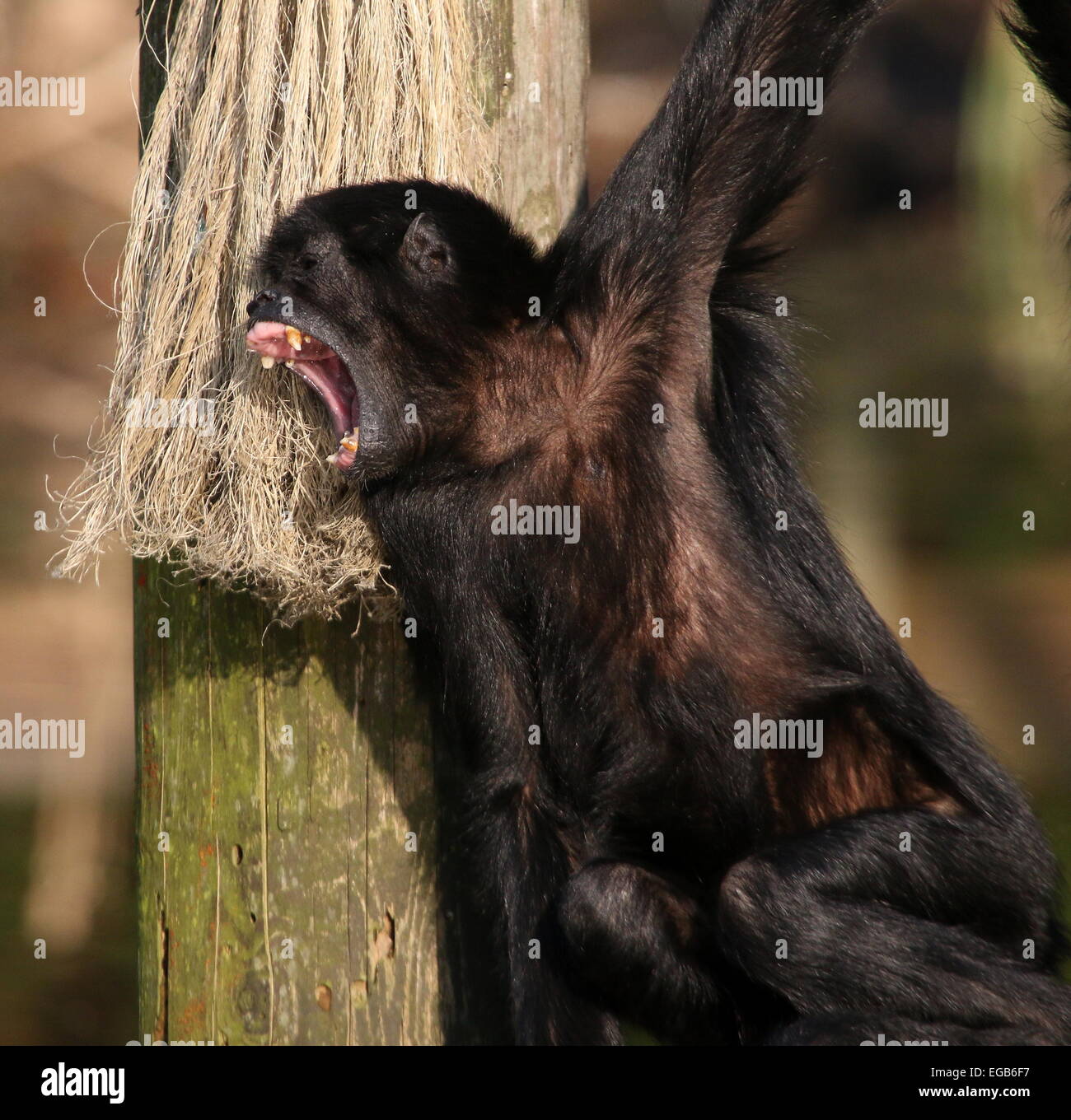 Aullido de cabeza negra colombiana mono araña (Ateles fusciceps robustus) en el zoo de Emmen, Países Bajos Foto de stock