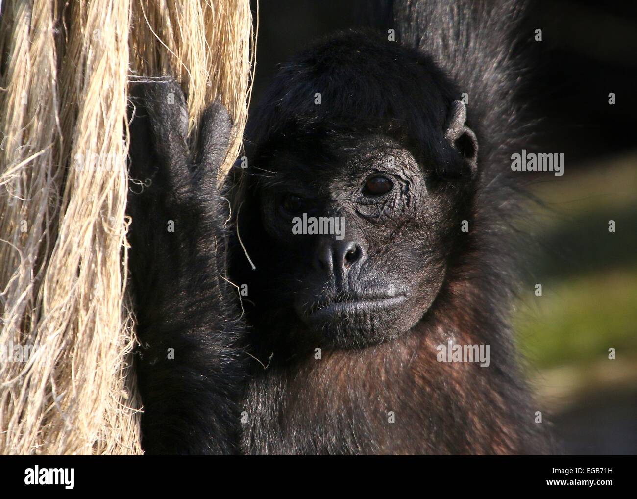 Cabeza negra colombiana mono araña (Ateles fusciceps robustus) en el zoo de Emmen, Países Bajos Foto de stock