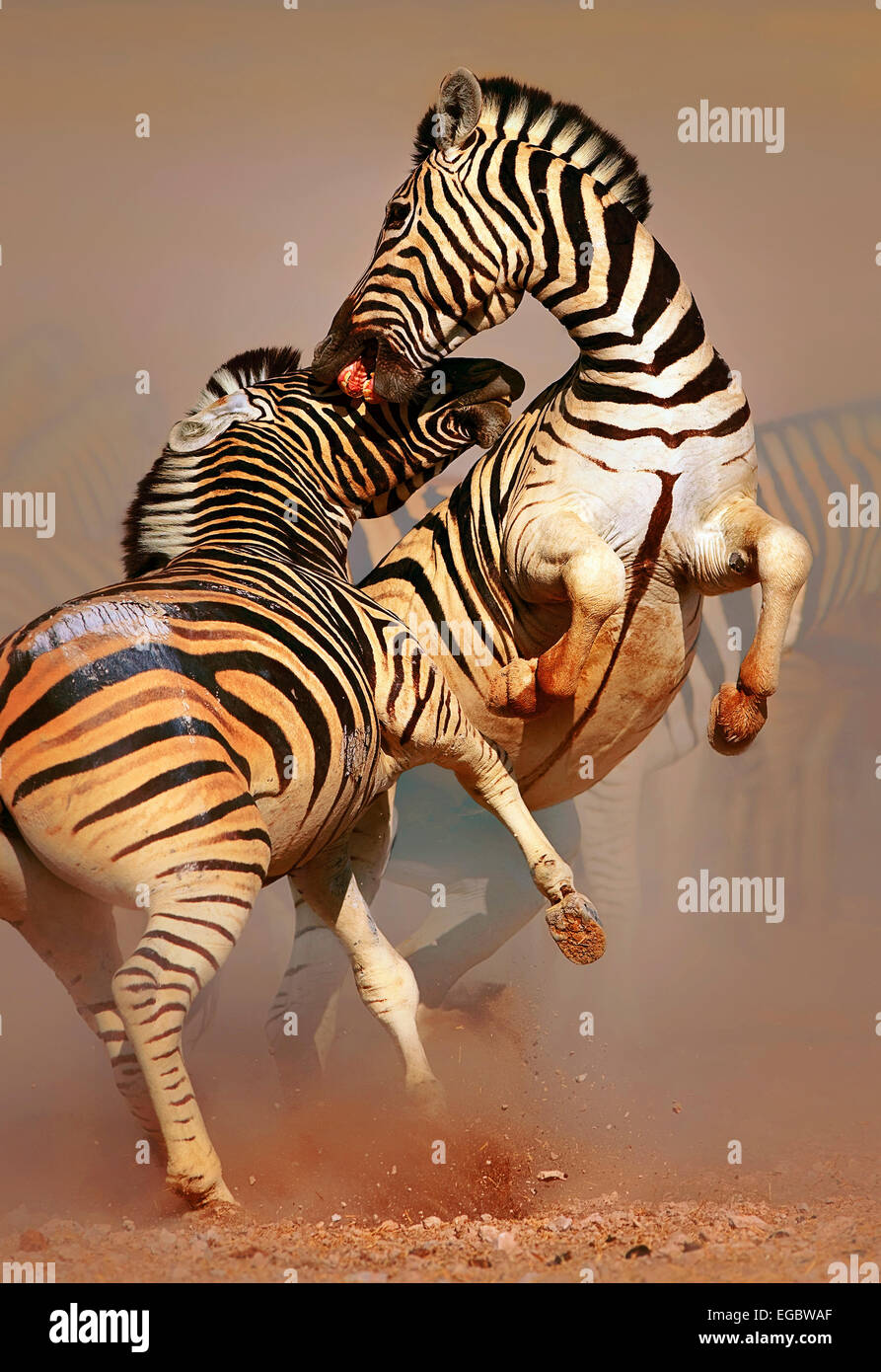 Sementales (Equus burchell's) combates y de pie sobre las patas traseras - Etosha (Namibia). Foto de stock
