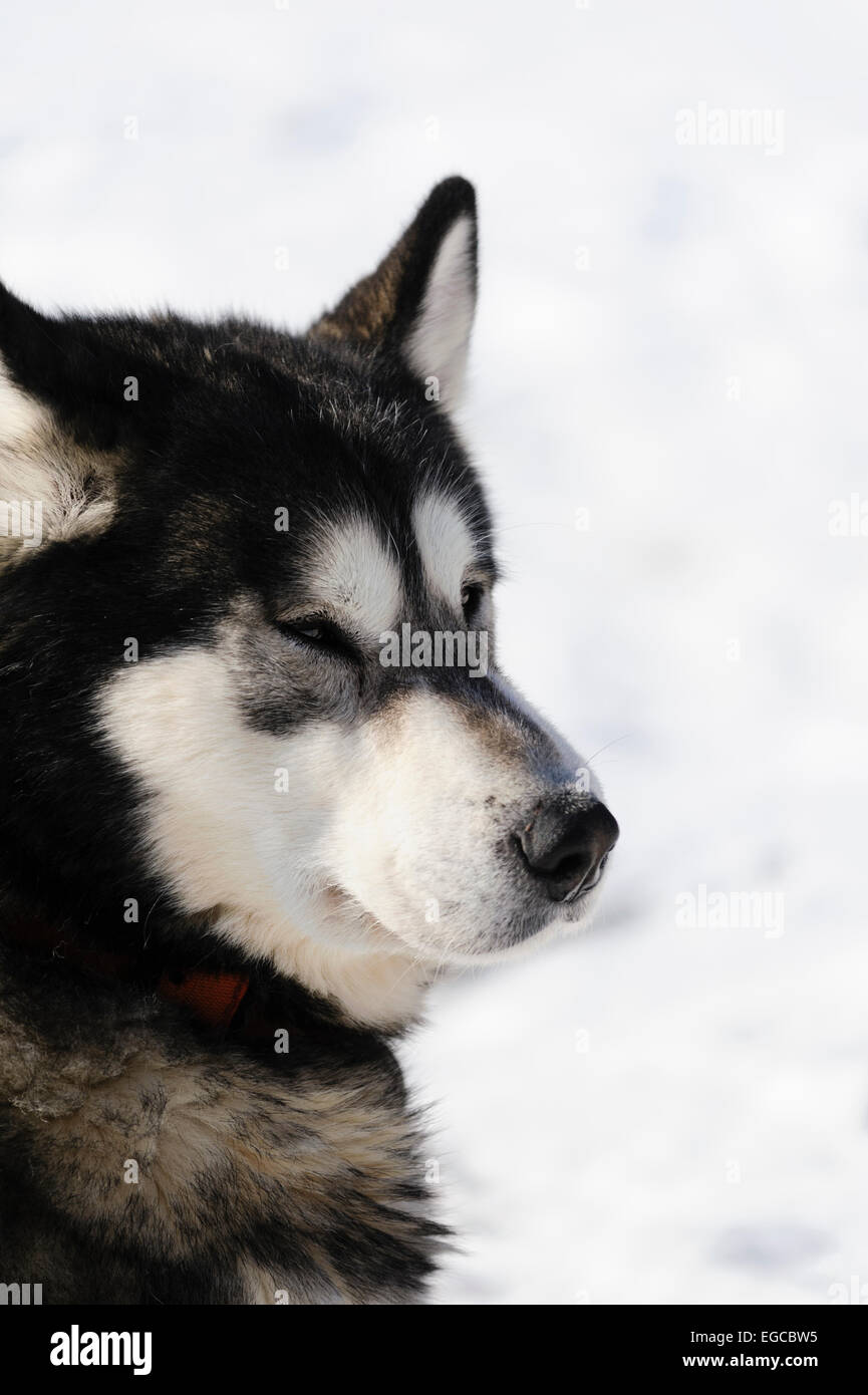Negro blanco Alaska Malamute perro ante un retrato Sled Dog Race Foto de stock