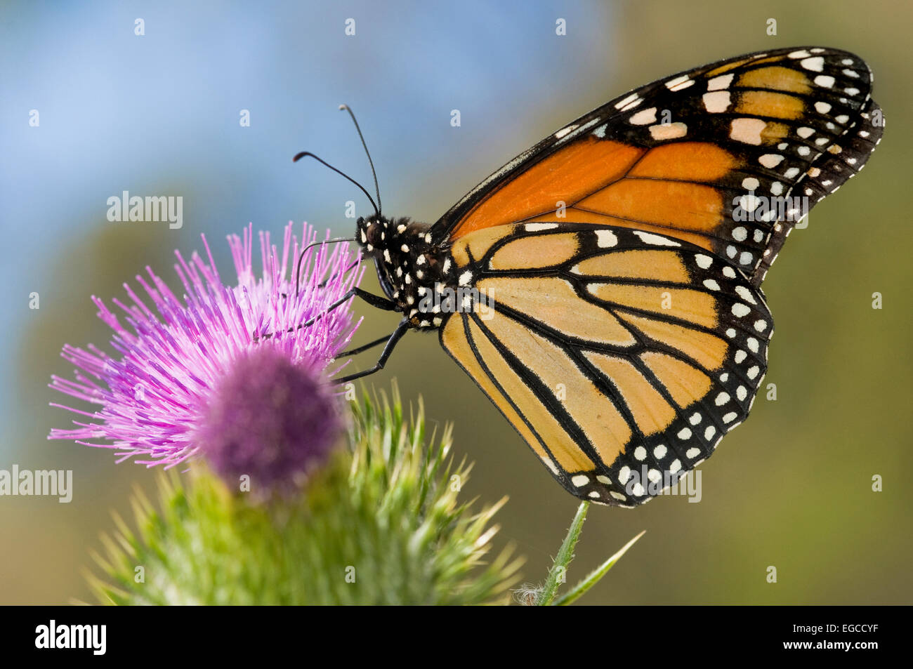 Las mariposas monarca 'Danaus plexippus' pertenece a la familia Nymphalidae. Es considerado el más común en América del Norte, Foto de stock