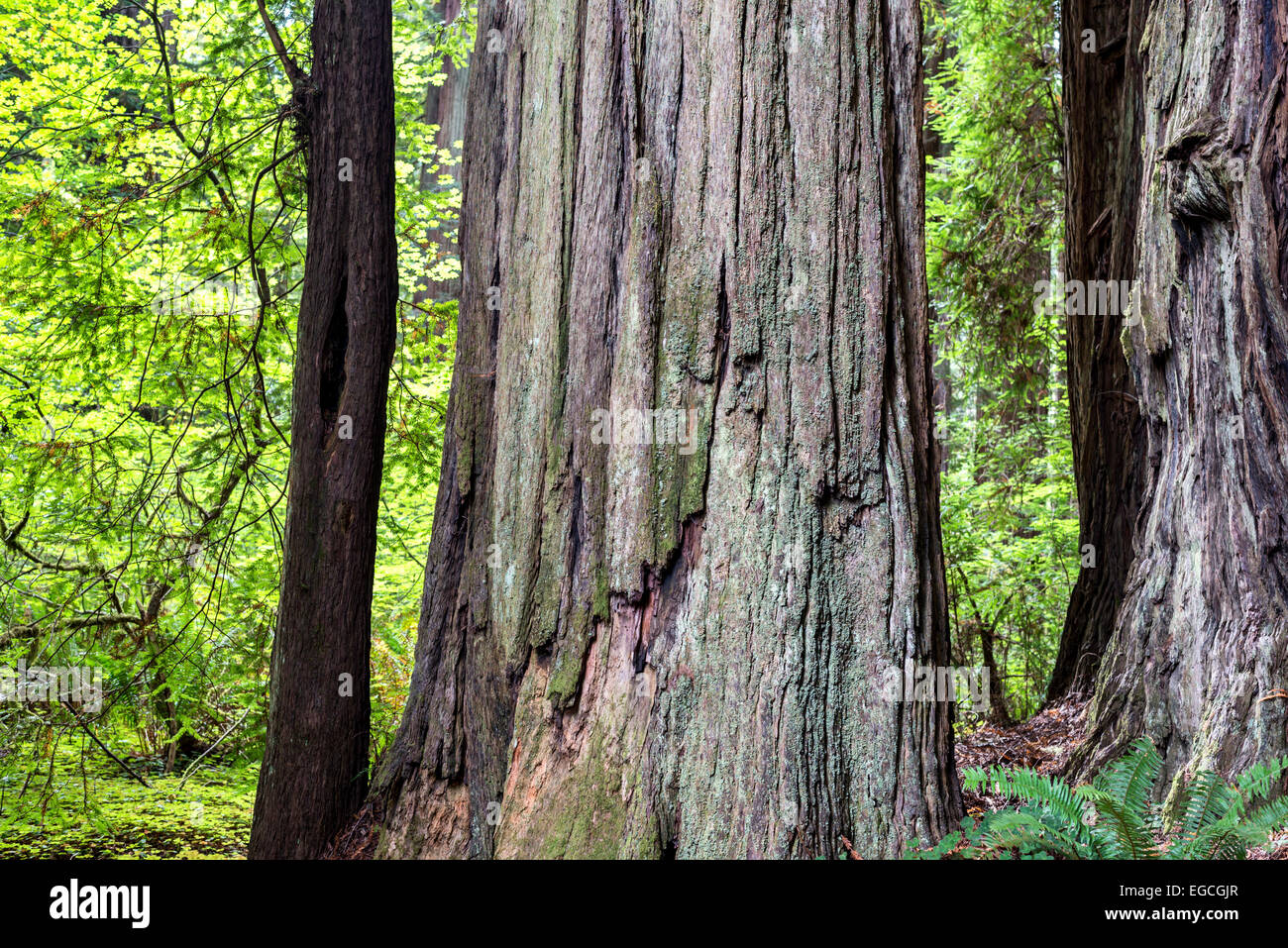 Secoyas Gigantes. Jedediah Smith Redwoods State Park, California, Estados Unidos. Foto de stock