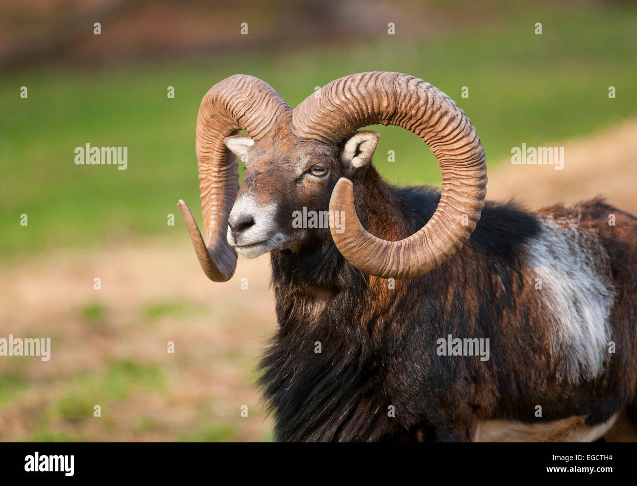 El muflón europeo (Ovis ammon musimon), RAM, cautiva, Baviera, Alemania Foto de stock