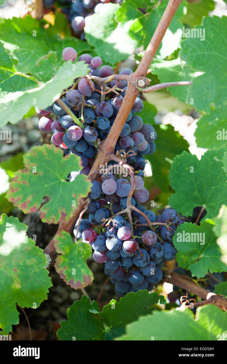 Uvas: Tinta Negra Mole es una uva de vino de piel oscura mejor conocido  como la uva dominante de Madeira Fotografía de stock - Alamy