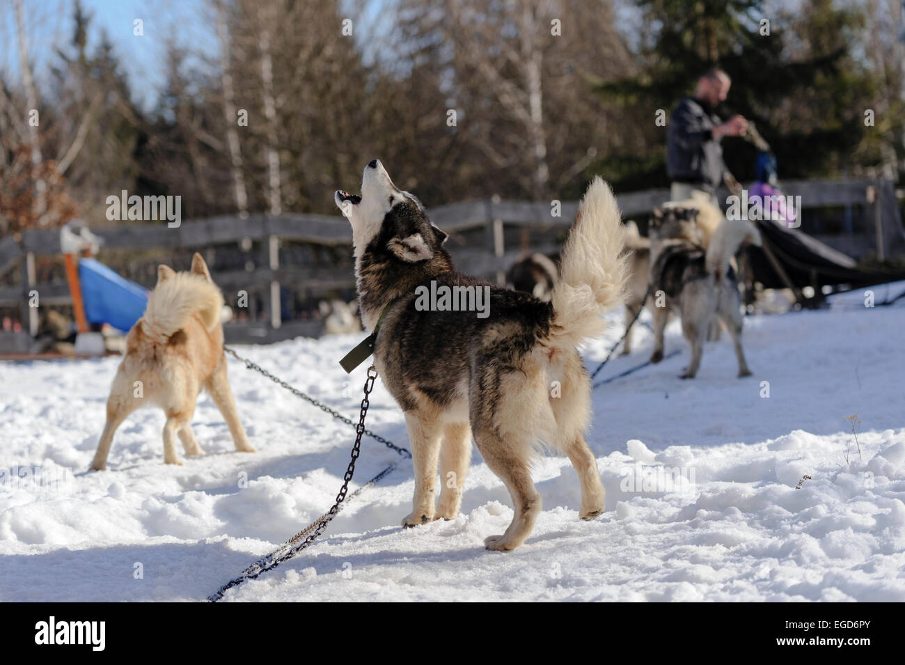 Aullido husky siberiano perros antes de iniciar una carrera de perros de trineo en Rumania, en Transilvania. Foto de stock