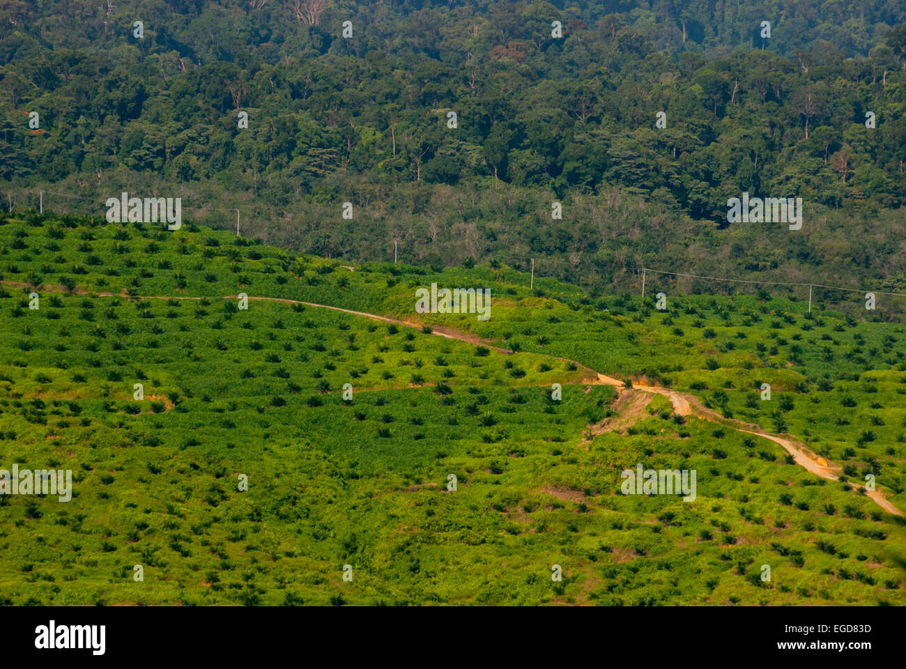 Recién plantados árboles de palma de aceite en una plantación de palma africana en el norte de la provincia de Sumatra, Indonesia. Foto de stock