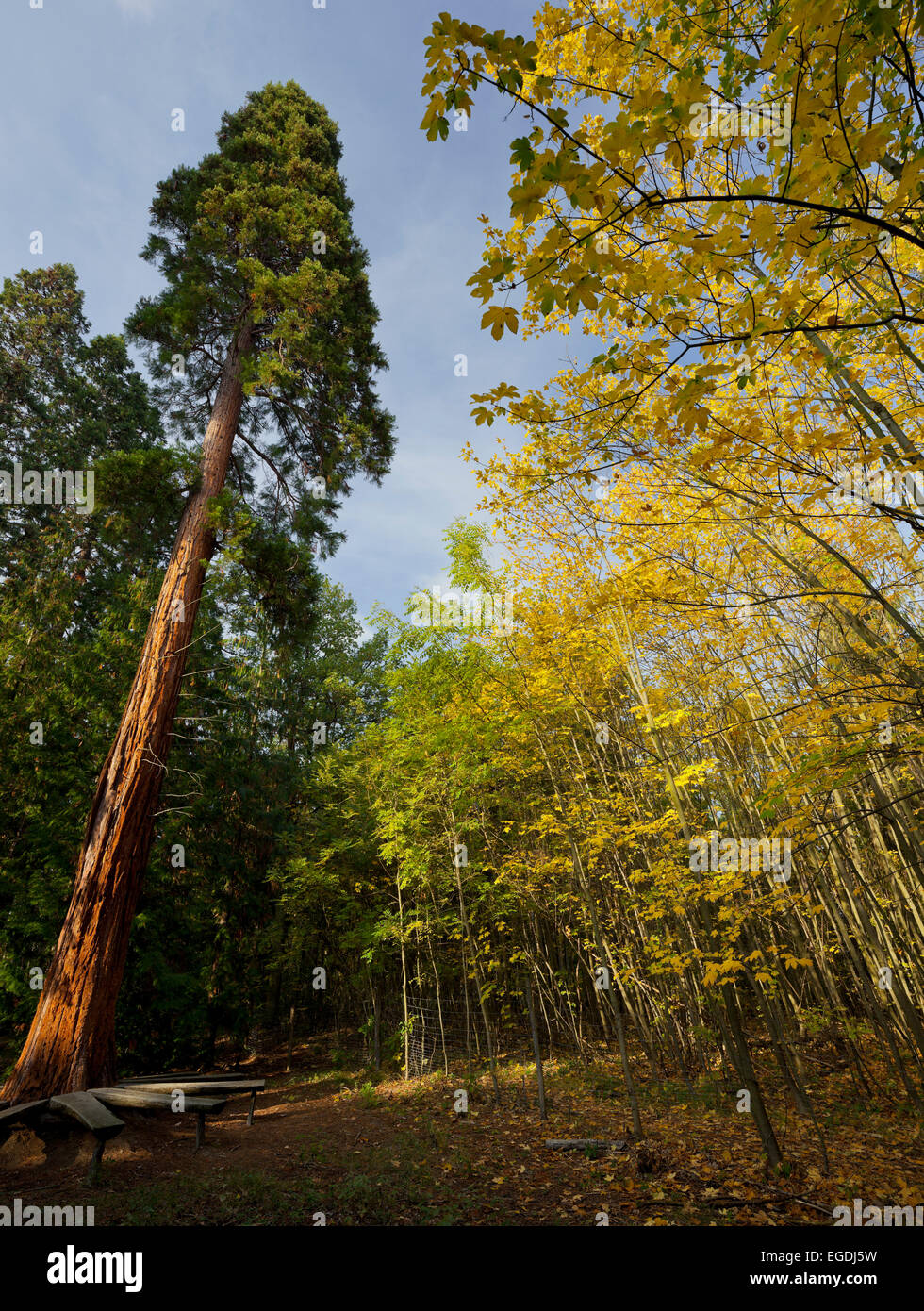 Mammoth árboles, Dunkelsteiner Wald, Goettweig, Baja Austria, Austria Foto de stock