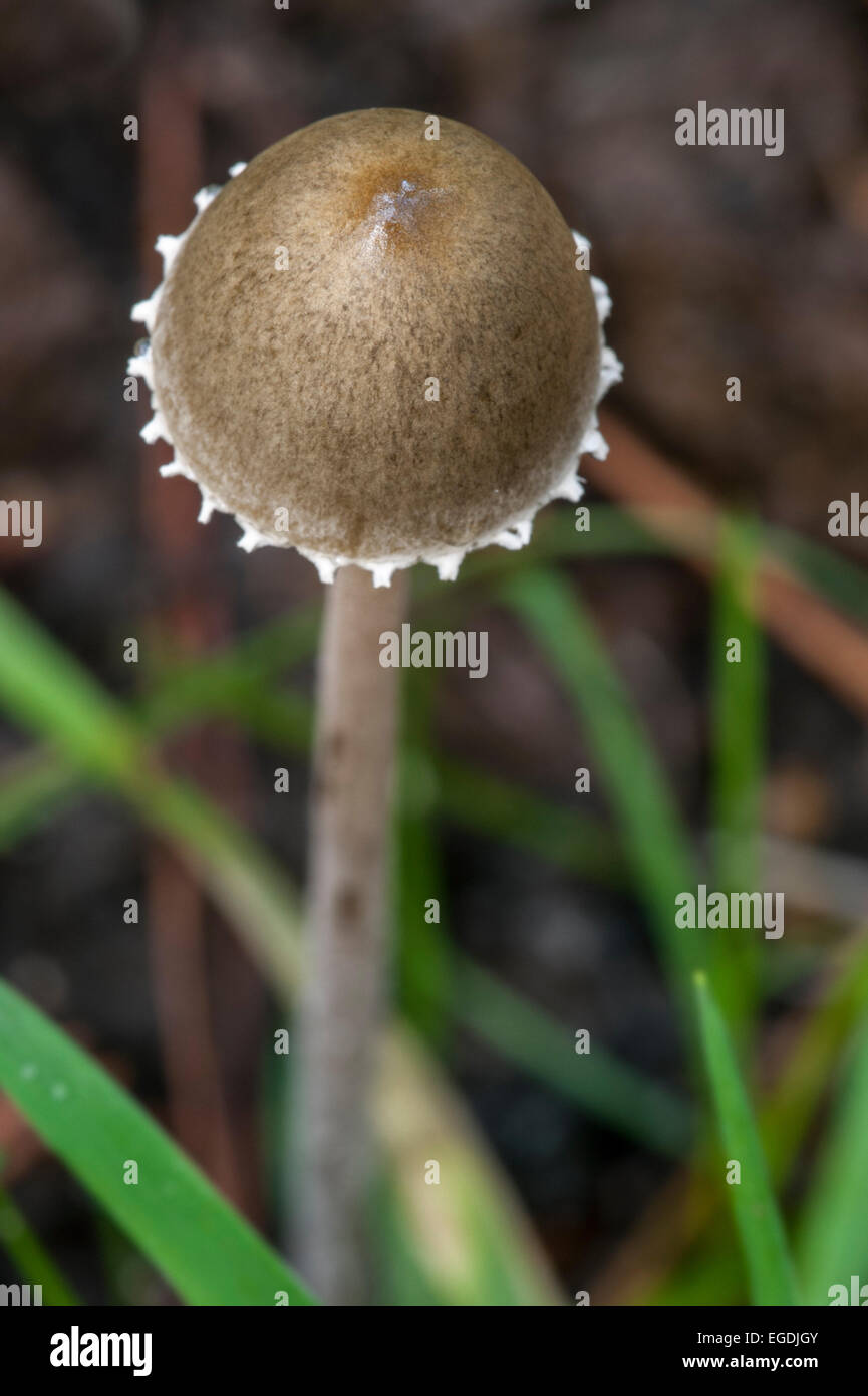 Petticoat mottlegill (Panaeolus sphinctrinus Panaeolus papilionaceus