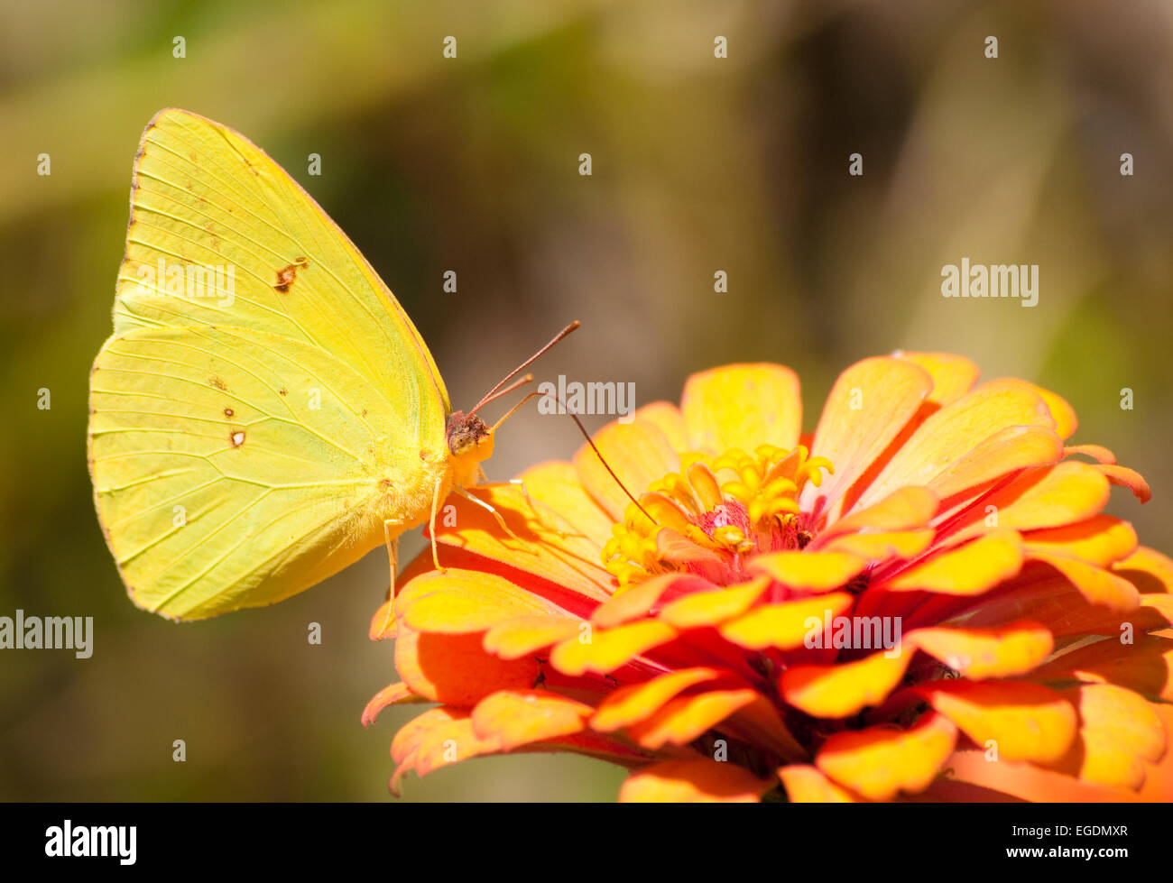 Nubes de mariposas de azufre amarillo brillante alimentándose de una flor de naranja Foto de stock