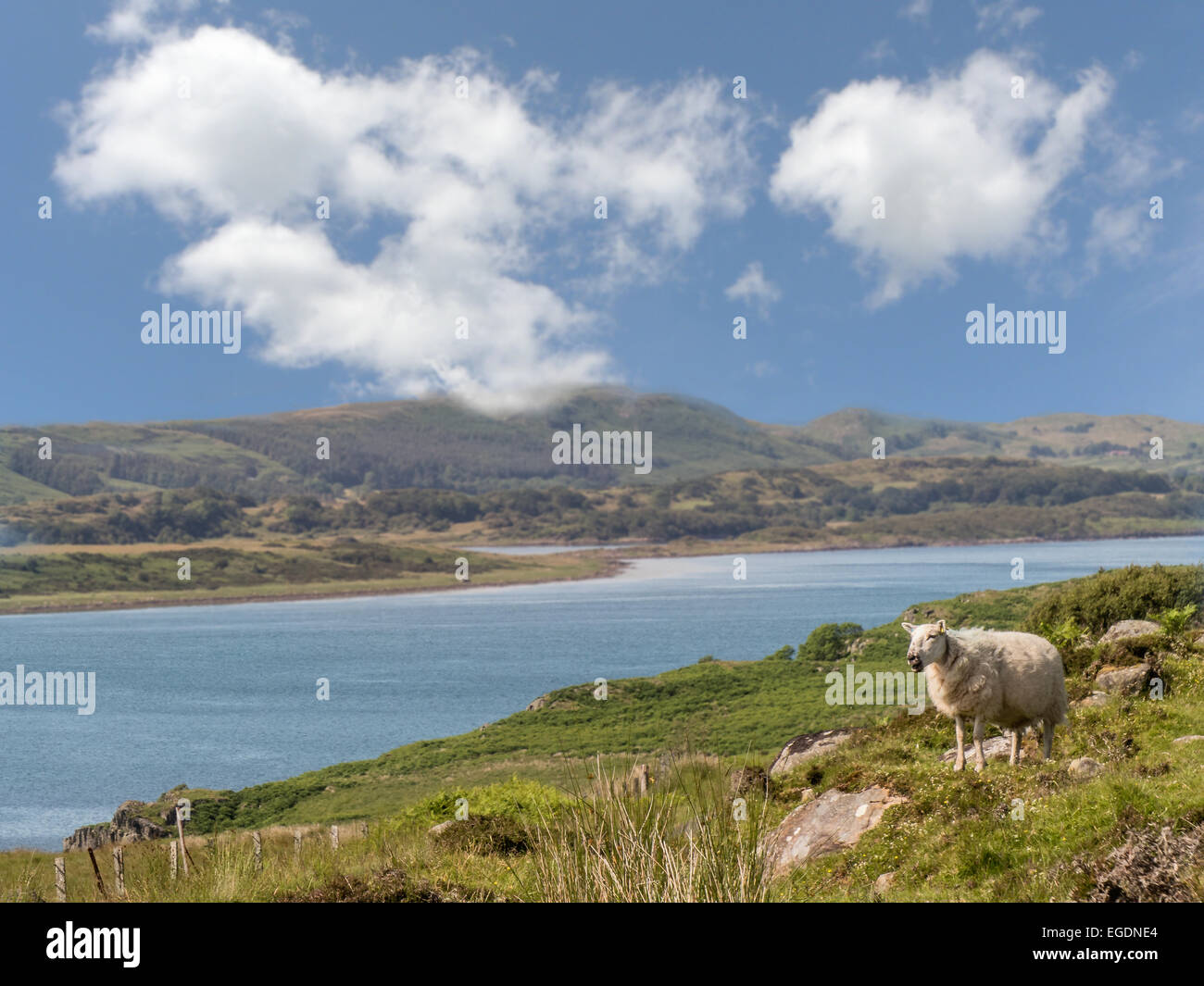 Una colina de ovejas, en la costa de las Tierras Altas del Oeste de Escocia, Argyll and Bute Foto de stock