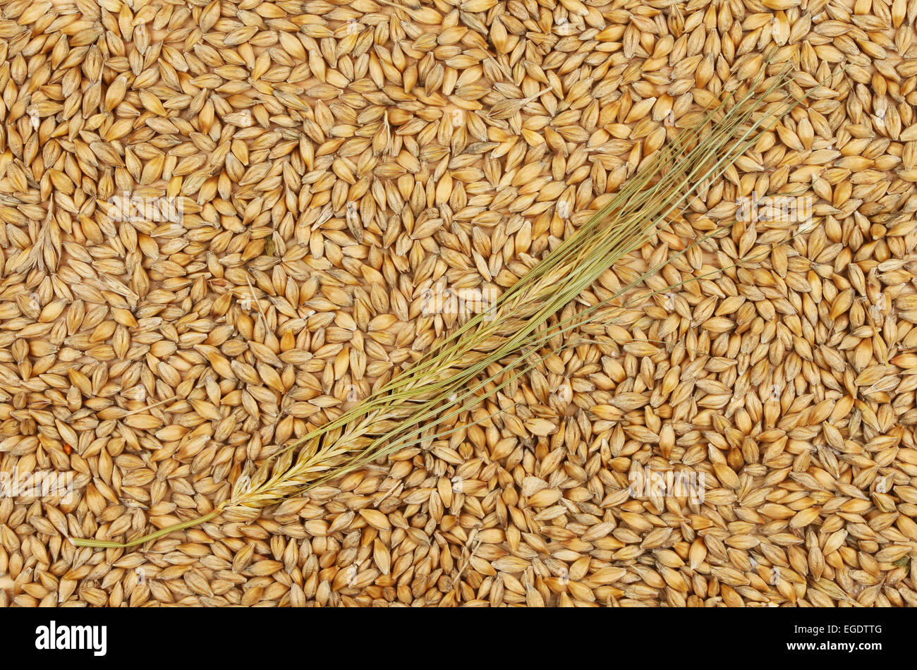 Oreja de cebada en un fondo de granos de cebada Foto de stock