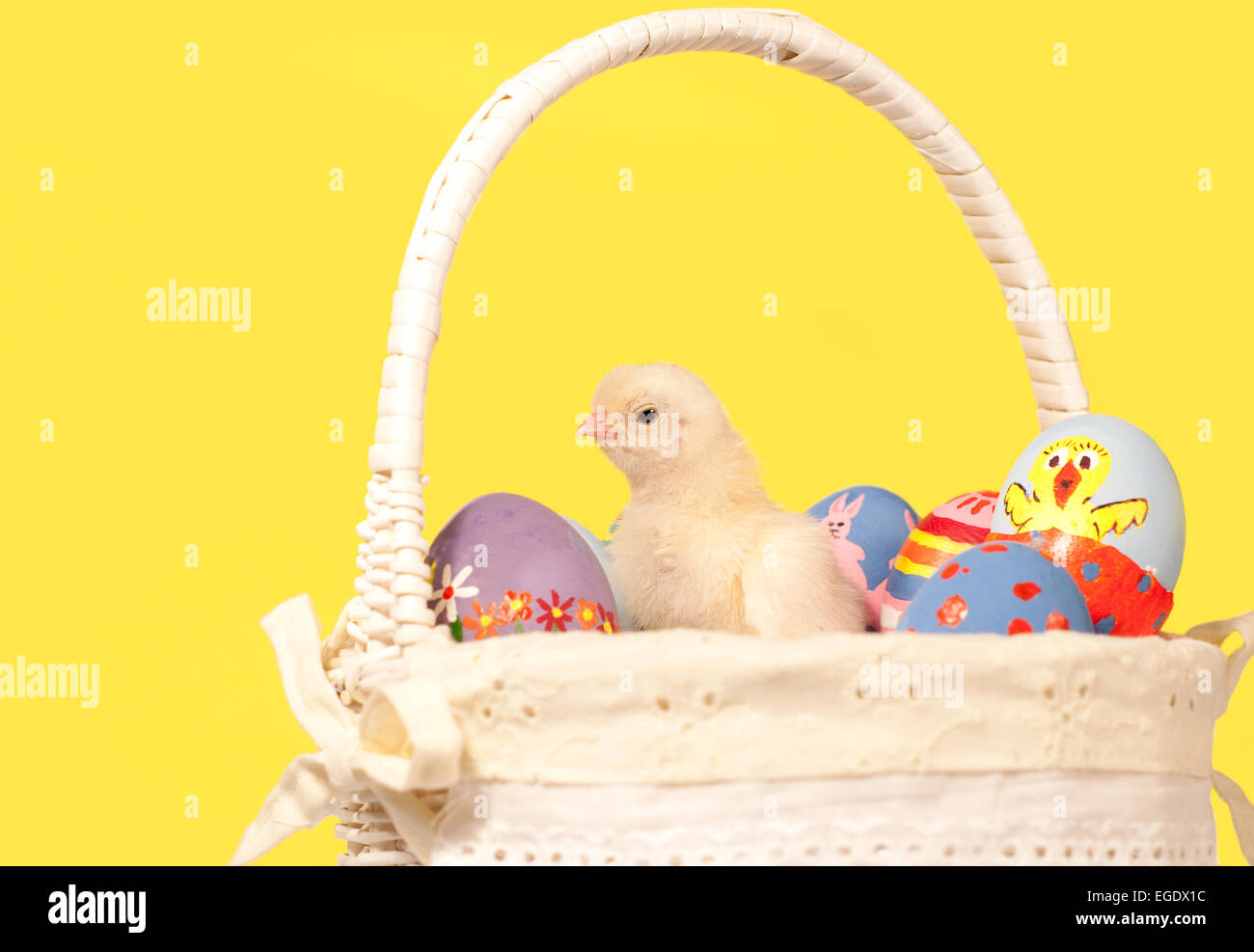 Tough polluelo en una canasta con huevos pintados a mano, sobre fondo amarillo Foto de stock
