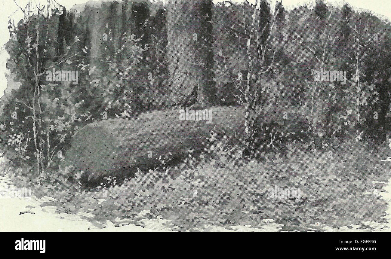 En el bosque cerca de la casa, se encuentran ruffed grouse, circa 1916 Foto de stock