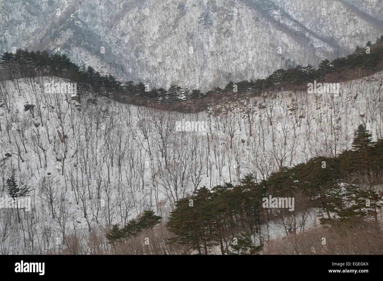 El Parque Nacional de Seoraksan en invierno. Caminando a Roca Ulsanbawi. Sokcho, Corea del Sur. Montañas cubiertas de nieve. Foto de stock
