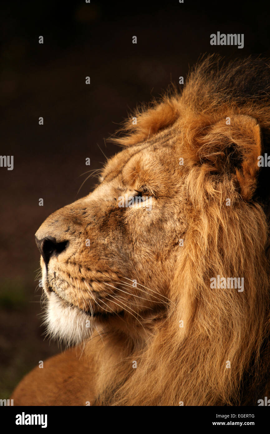 León macho, el Rey de las bestias Foto de stock