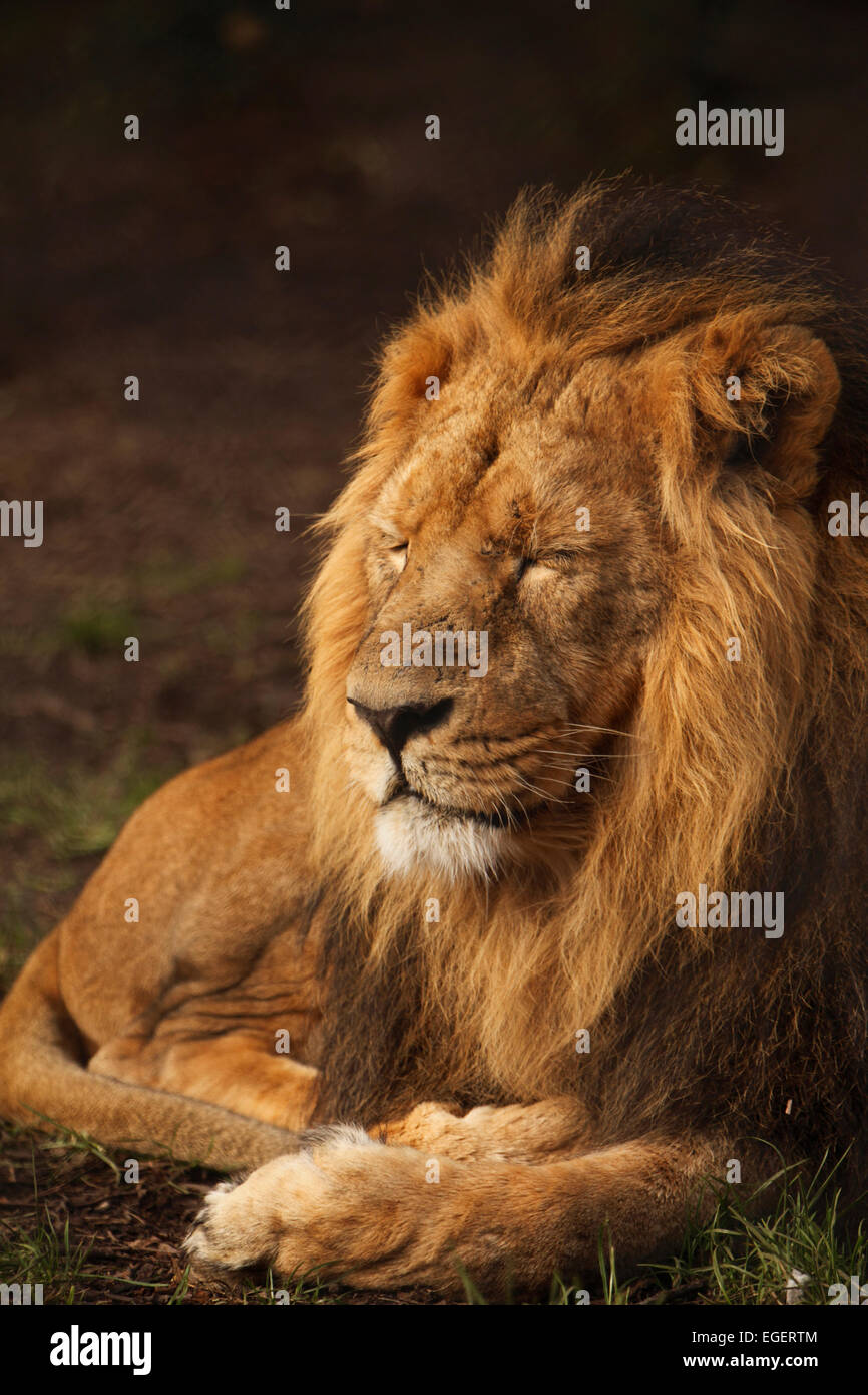 León macho, el Rey de las bestias Foto de stock