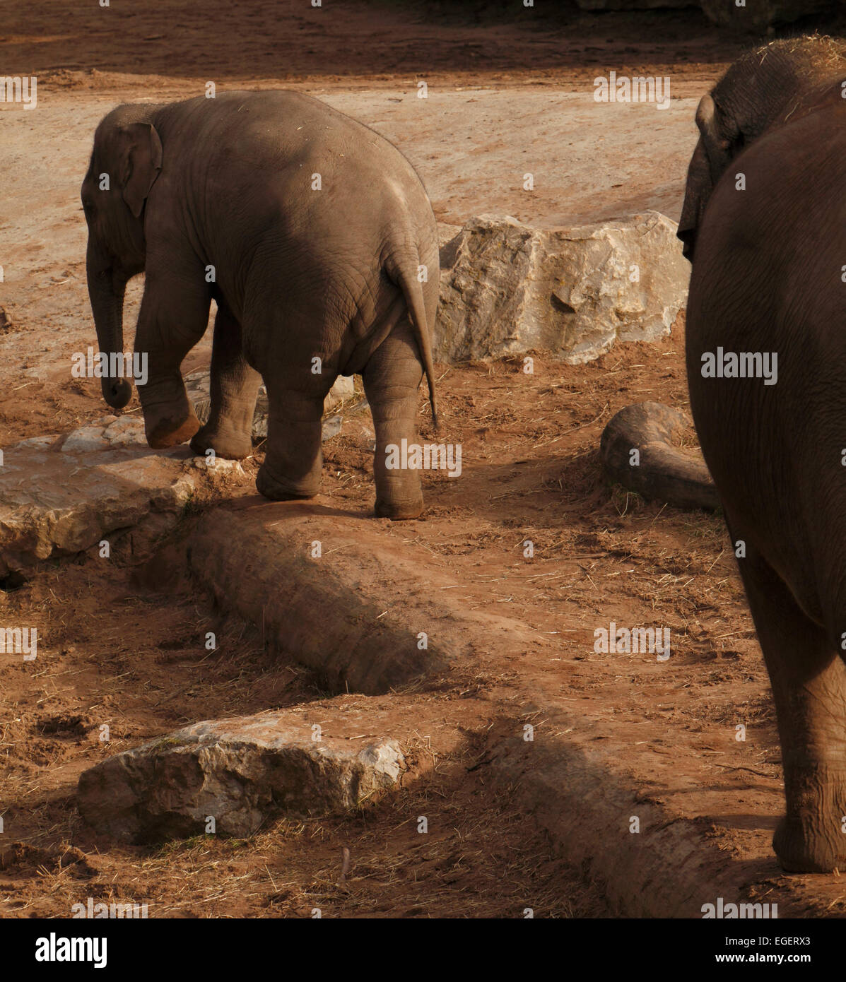 Los elefantes de la pantorrilla. Los elefantes son los grandes mamíferos de la familia Los Elephantidae y la orden Proboscidea Foto de stock