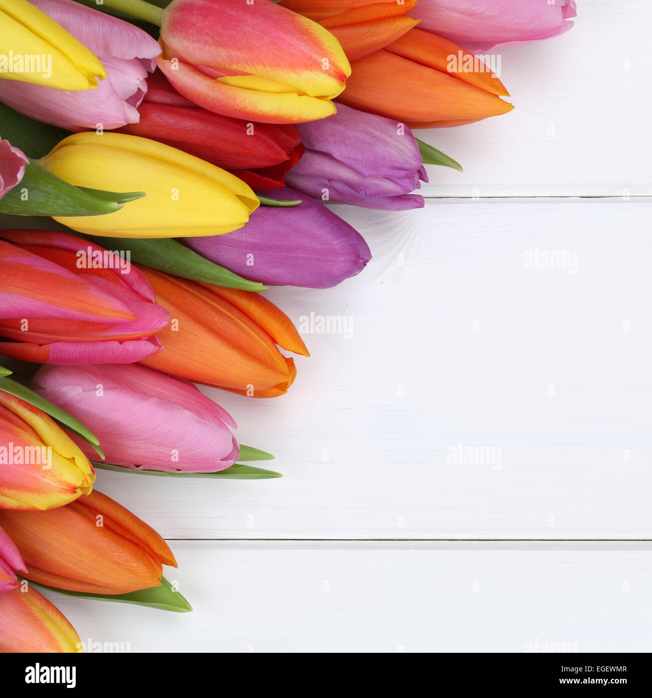 Tulipanes flores en primavera, la Pascua, el cumpleaños o el día de la madre en el tablero de madera Foto de stock