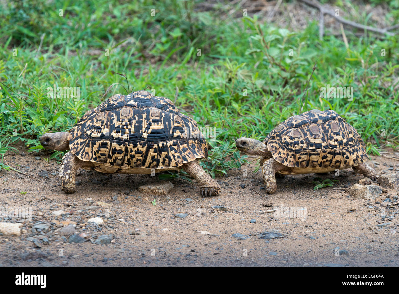 Apareamiento dos tortugas leopardo (Geochelone pardalis), el Parque Nacional Kruger, Sudáfrica, África Foto de stock
