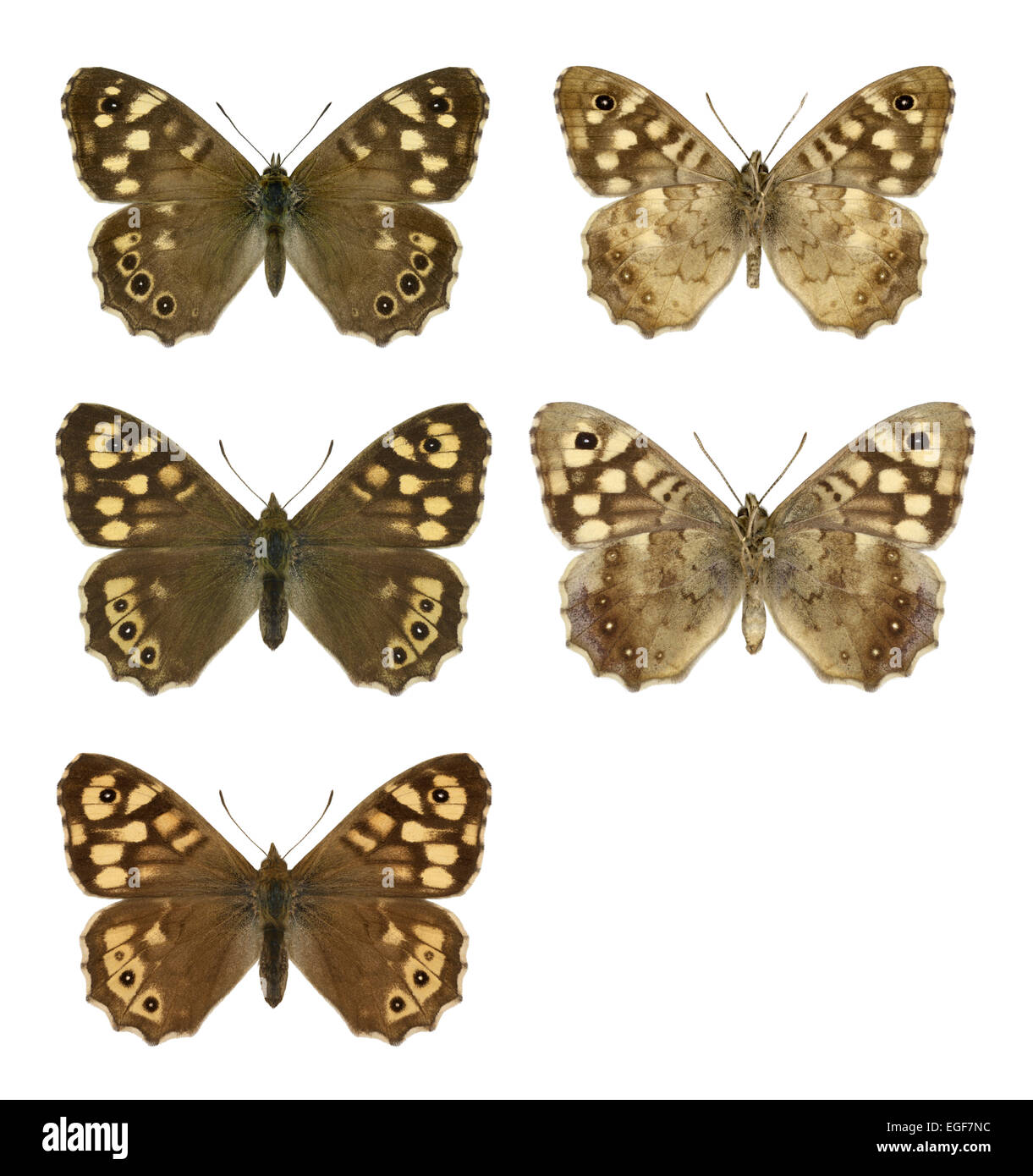 Madera - Pararge aegeria moteado - macho (fila superior) - hembra (fila central) - ssp. insula de Scilly (fila inferior). Foto de stock