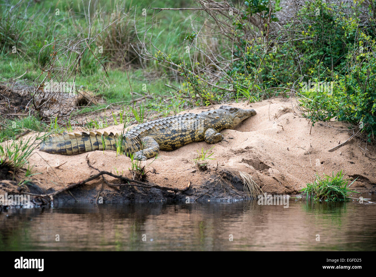 El cocodrilo del Nilo (Crocodylus niloticus) apoyada sobre un arenal, el Parque Nacional Kruger, Sudáfrica Foto de stock