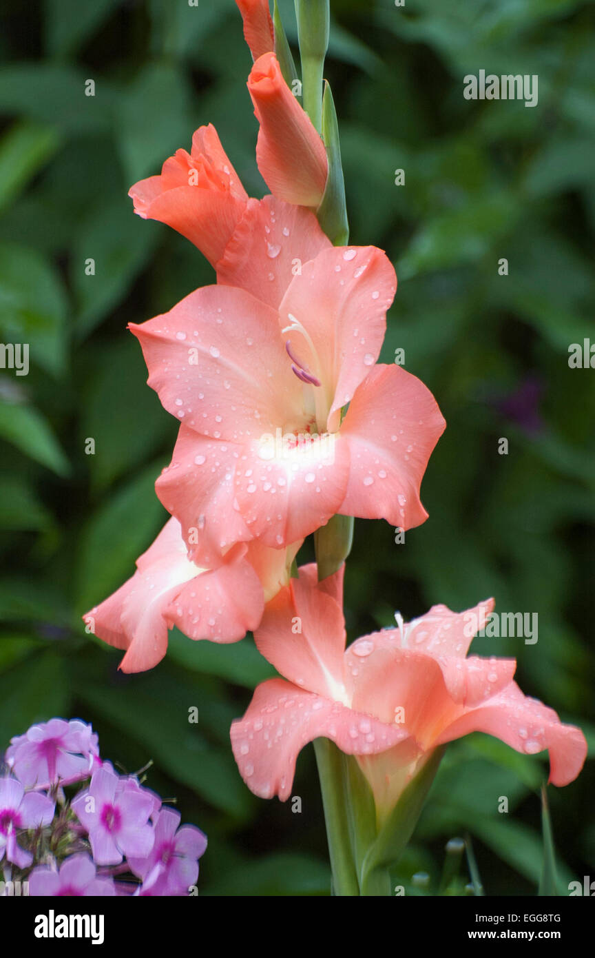 Gladiolos, flores, ramo,gladiolos, gladiolos, rosas, gladiolos, Gladiolus,  Gladiolus (América), fotografía Fotografía de stock - Alamy