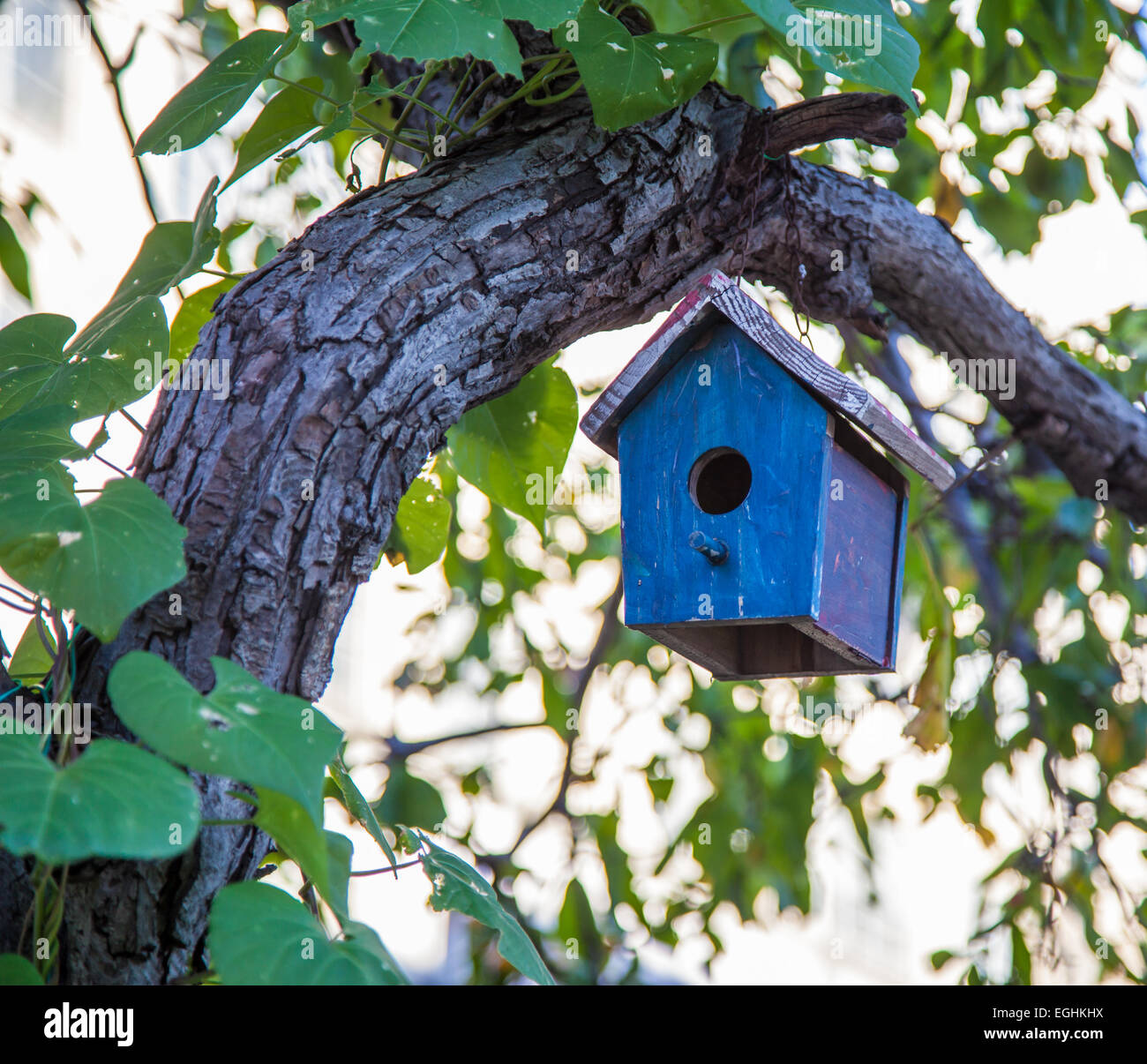 Casita para pájaros de calabaza seca azul con pájaro en un árbol en flor -  Patio del amanecer