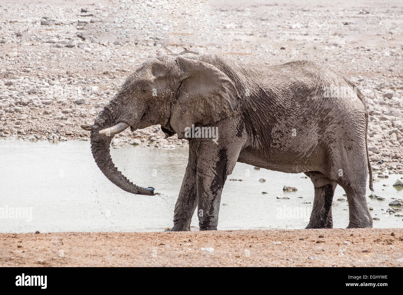 Un Elefante bebe y juega con el agua Foto de stock