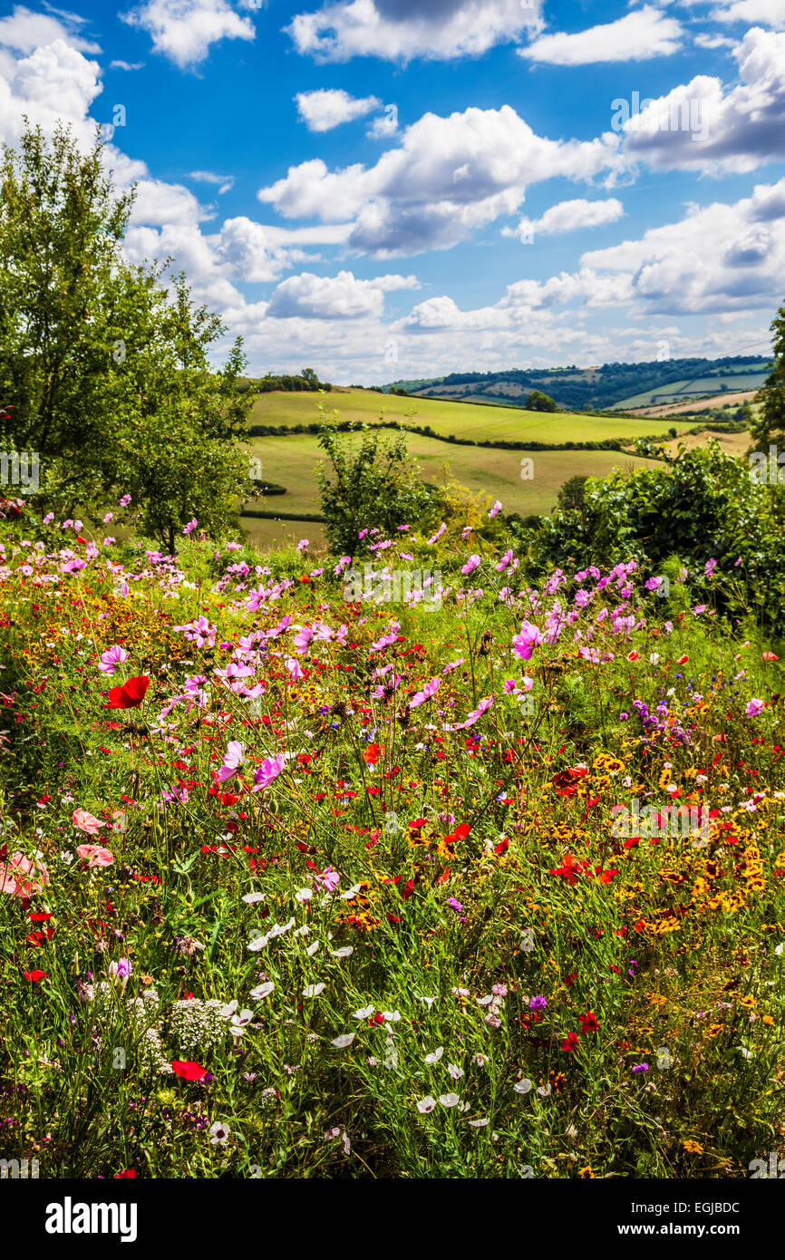 Flores silvestres de verano con laminación más allá de la campiña inglesa. Foto de stock