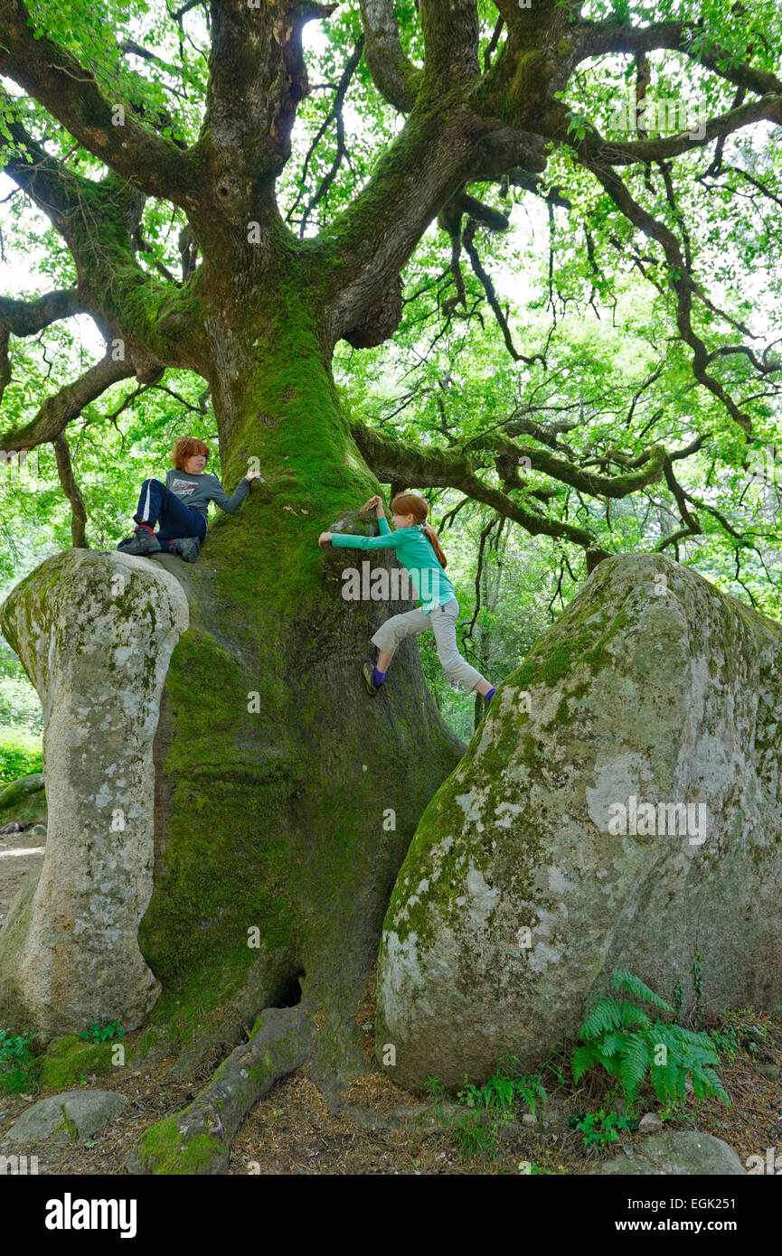 Mighty viejo roble (Quercus sp.) dividir una piedra, niños escalada en el monumento natural en el Foret de Bavella en Arggiavara Foto de stock