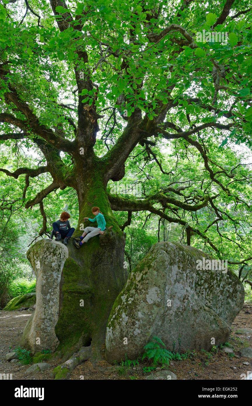 Mighty viejo roble (Quercus sp.) dividir una piedra, niños escalada en el monumento natural en el Foret de Bavella en Arggiavara Foto de stock