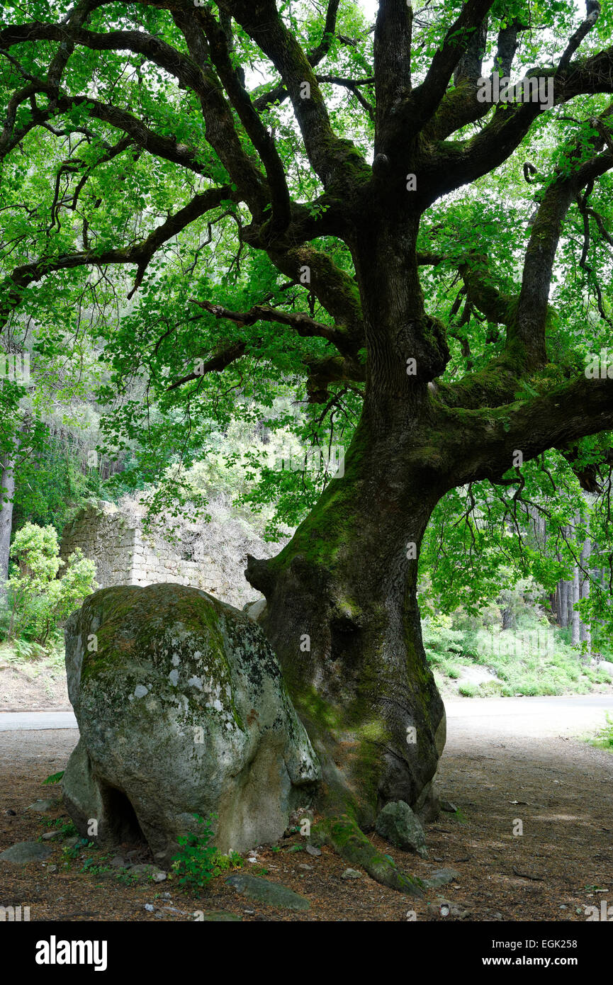 Mighty viejo roble (Quercus sp.) dividir una piedra, monumento natural en el Foret de Bavella en Arggiavara, Corse du Sud, Córcega Foto de stock
