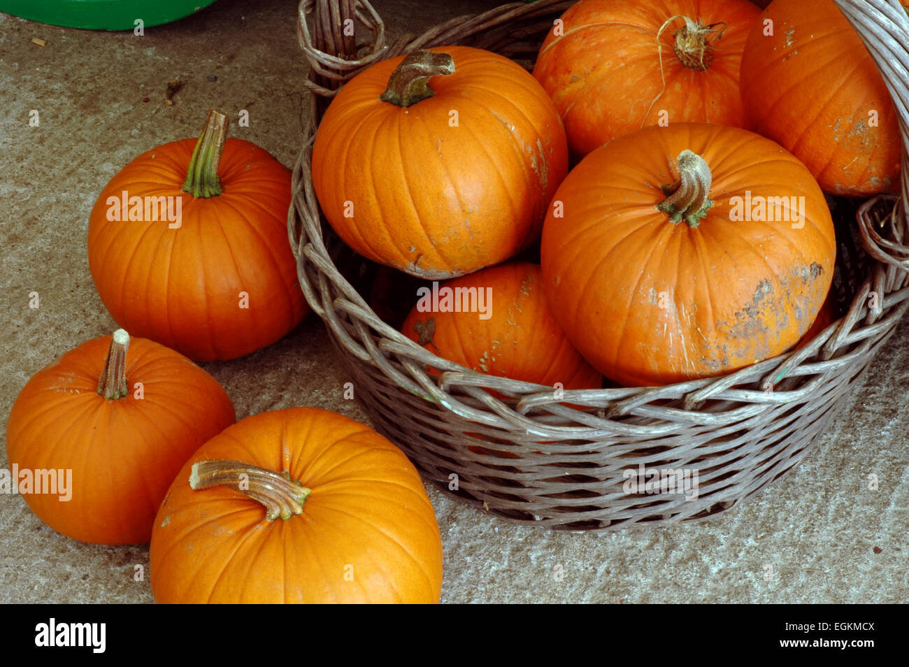 Las calabazas y zapallos Foto de stock
