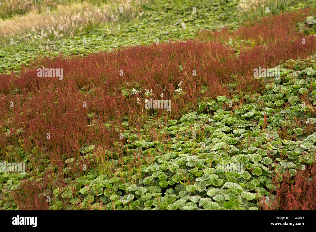 Atlántico Sur, Islas Malvinas, Isla de despojos, la vegetación húmeda por encima de la orilla al asentamiento de McGill Foto de stock