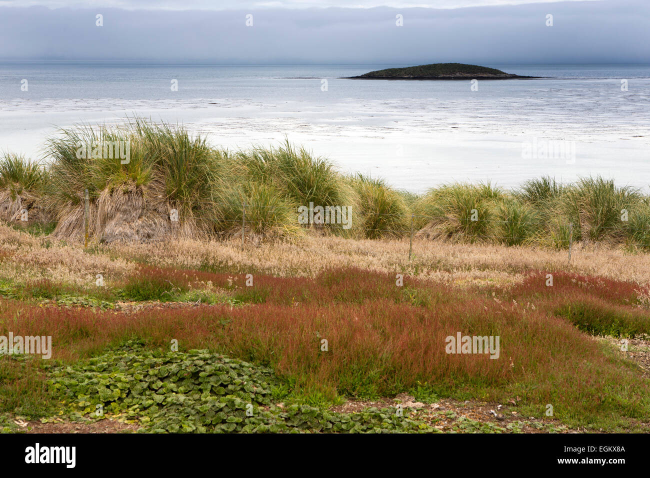 Atlántico Sur, Islas Malvinas, Isla de despojos, la vegetación húmeda por encima de la orilla al asentamiento de McGill Foto de stock