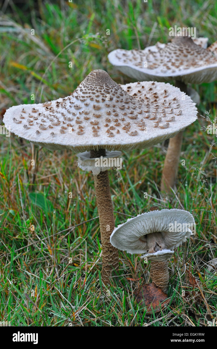 Setas parasol (Macrolepiota procera / Lepiota procera) en pastizales  Fotografía de stock - Alamy
