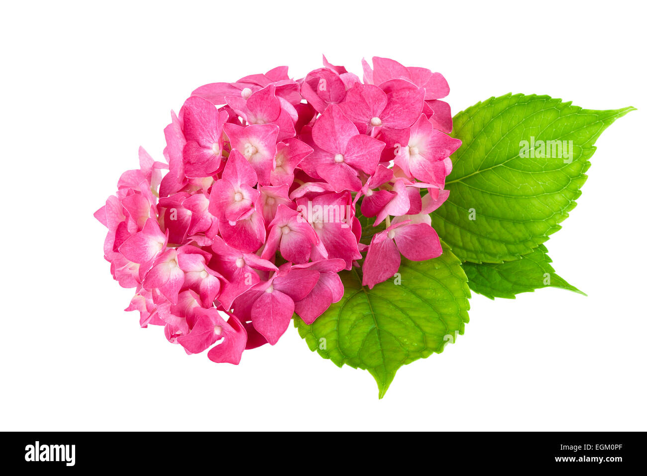 Flor rosa Hortensia aislado de hoja verde Foto de stock