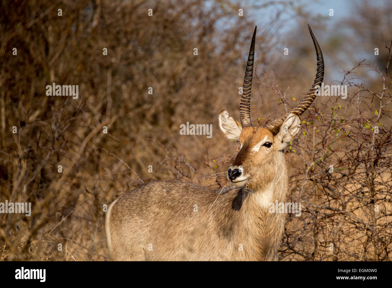 Un macho de Antelope mirando en la distancia. Foto de stock