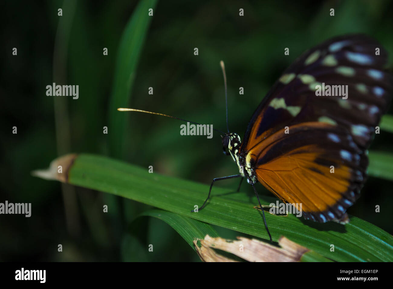 Mariposa Monarca en una hoja Foto de stock