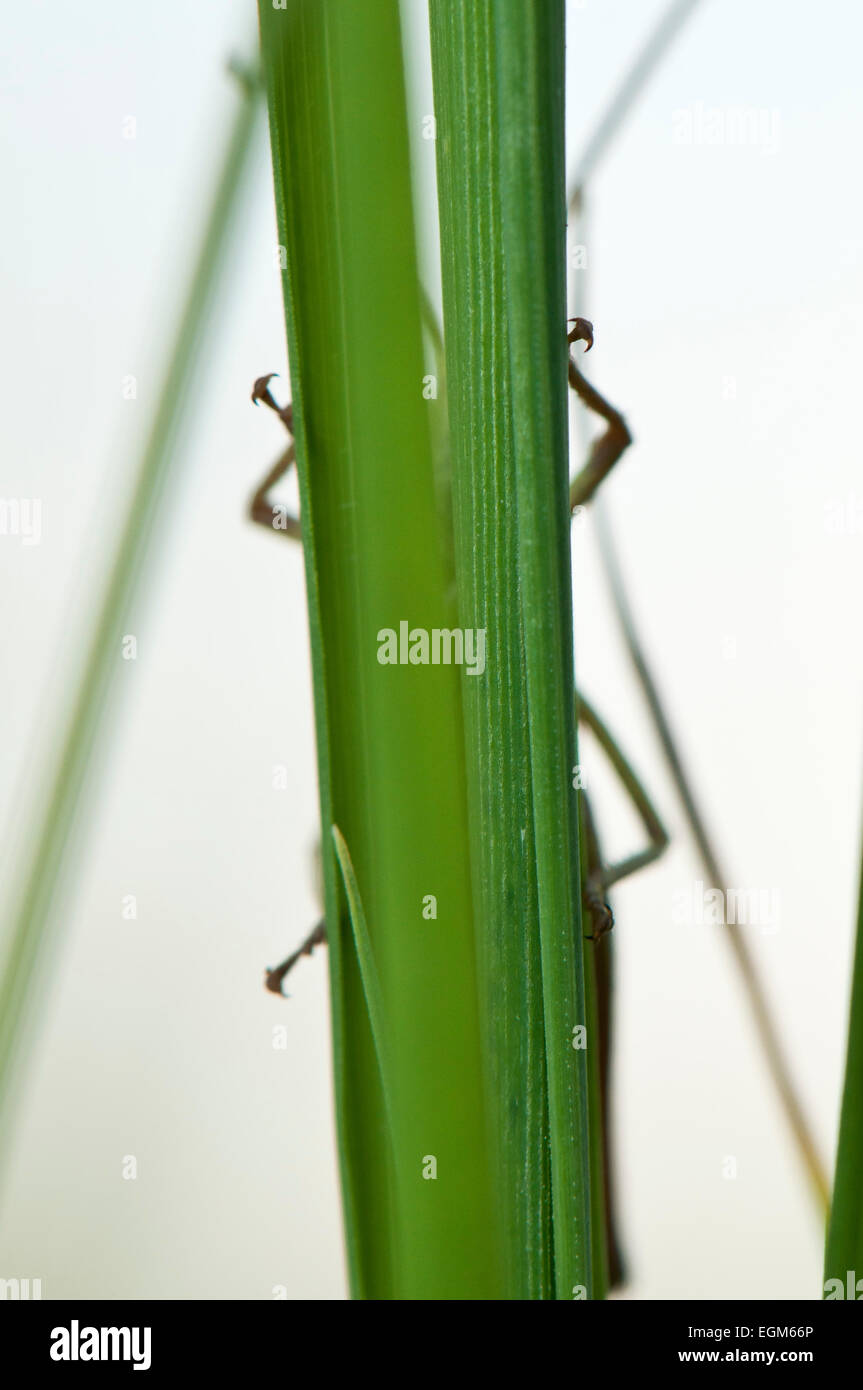 Meadow Grasshopper (Chorthippus parallelus d Europa) sobre gras EUROPA ALEMANIA Foto de stock