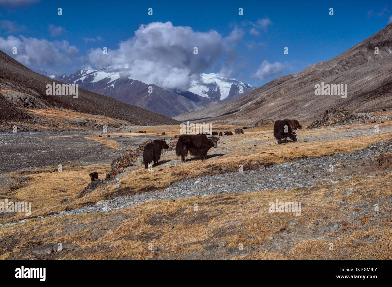Manada de yaks en montañas del Pamir en Tayikistán Foto de stock