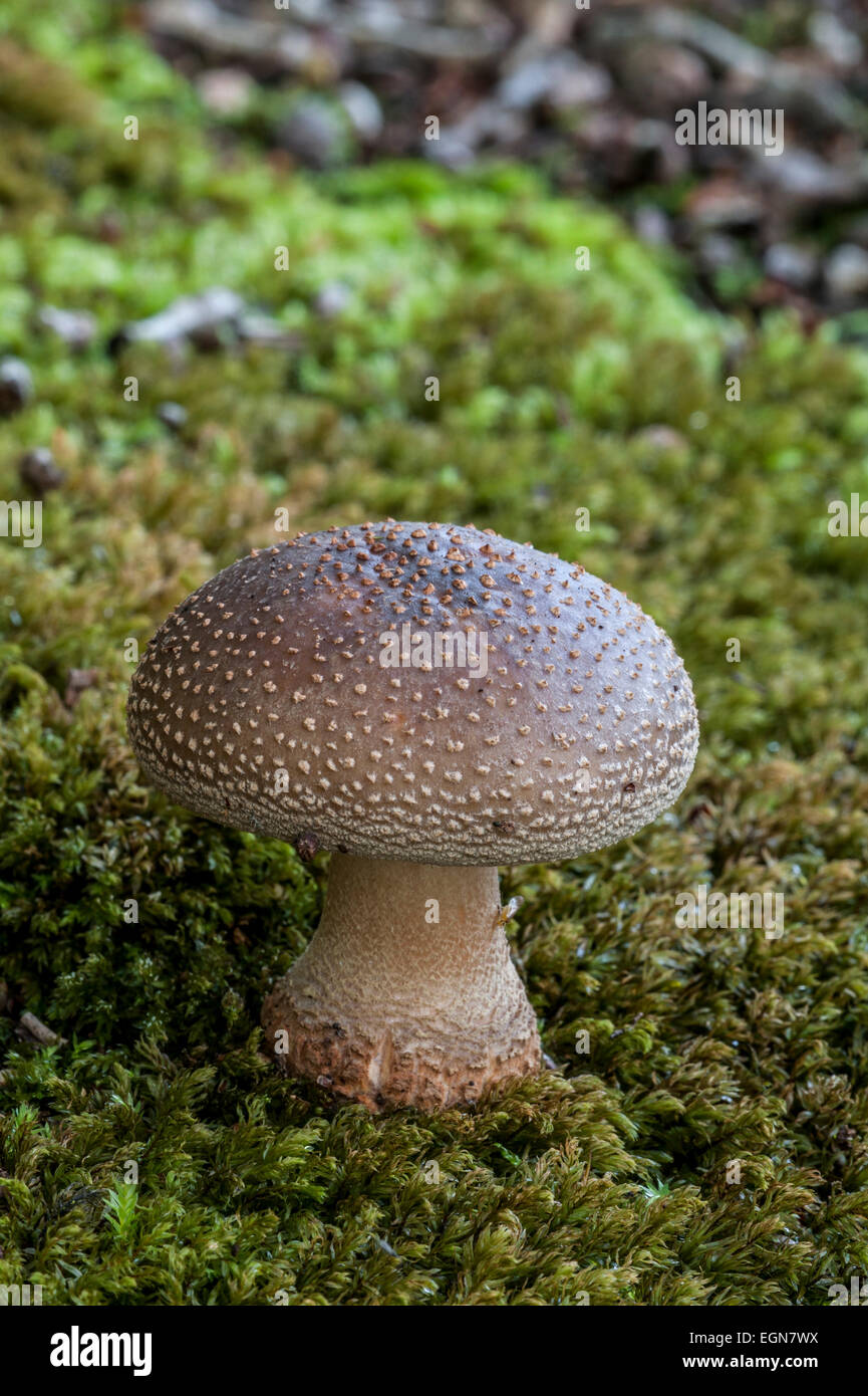 Unión Amanita rubescens entre moss Foto de stock