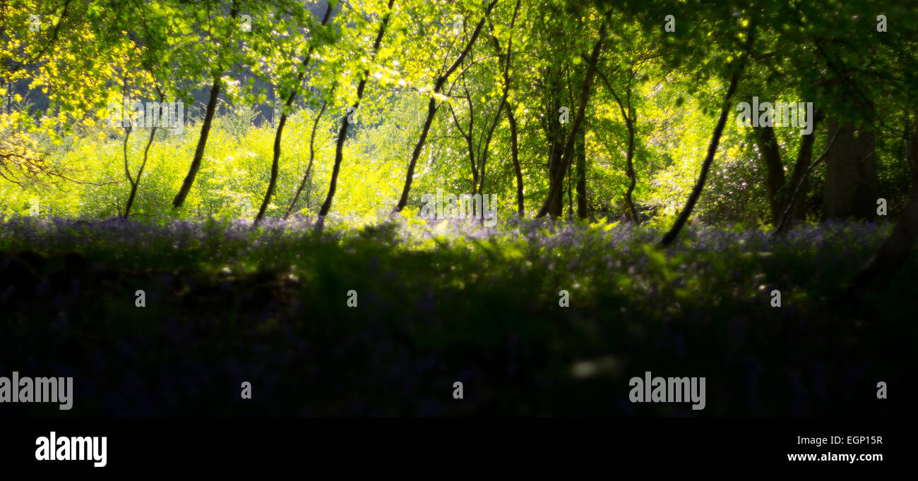 Escena del bosque de ensueño con campanillas Foto de stock