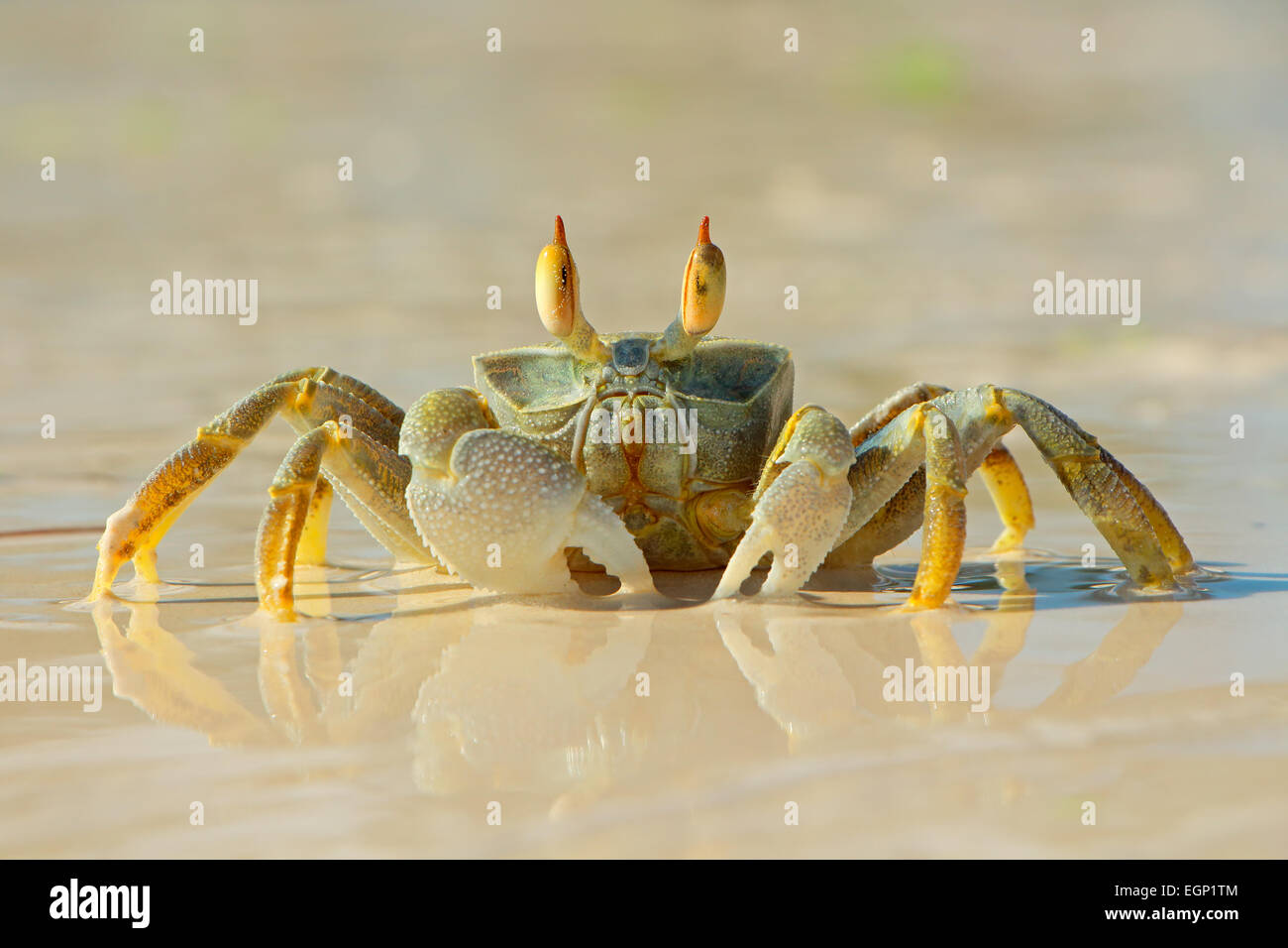 Alerta cangrejo fantasma en la playa, en la isla de Zanzíbar, Tanzania Foto de stock