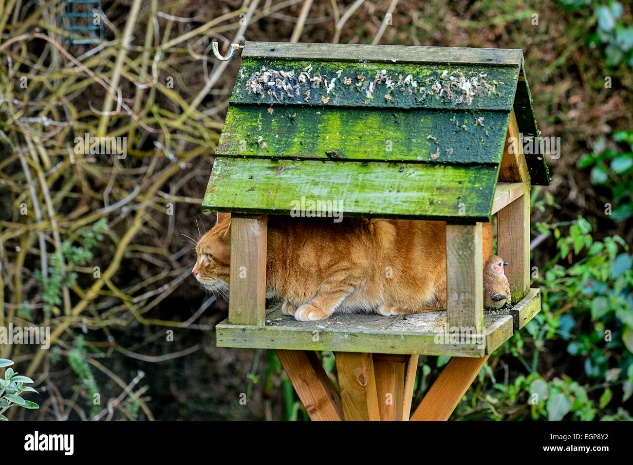 Jengibre gato doméstico adulto sentado en la mesa de aves en el jardín. Foto; George Sweeney / Alamy Foto de stock