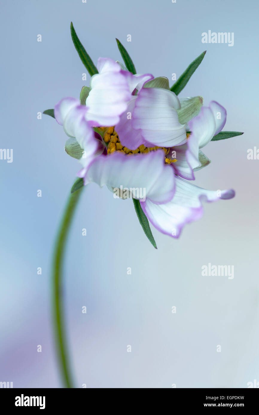 Cosmos bipinnatus 'Daydream', vista frontal de la apertura de una flor, los estambres amarillos medio escondida de pétalos blancos teñida de color rosa con bordes, contra el fondo azul de enfoque suave. Foto de stock