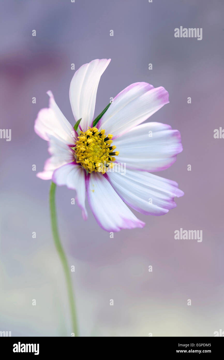 Cosmos bipinnatus 'Daydream', vista frontal de una flor completamente abierta con pétalos blancos teñida de color rosa en el centro y los bordes, y estambres amarillos, contra el fondo azul y rosa suave. Foto de stock