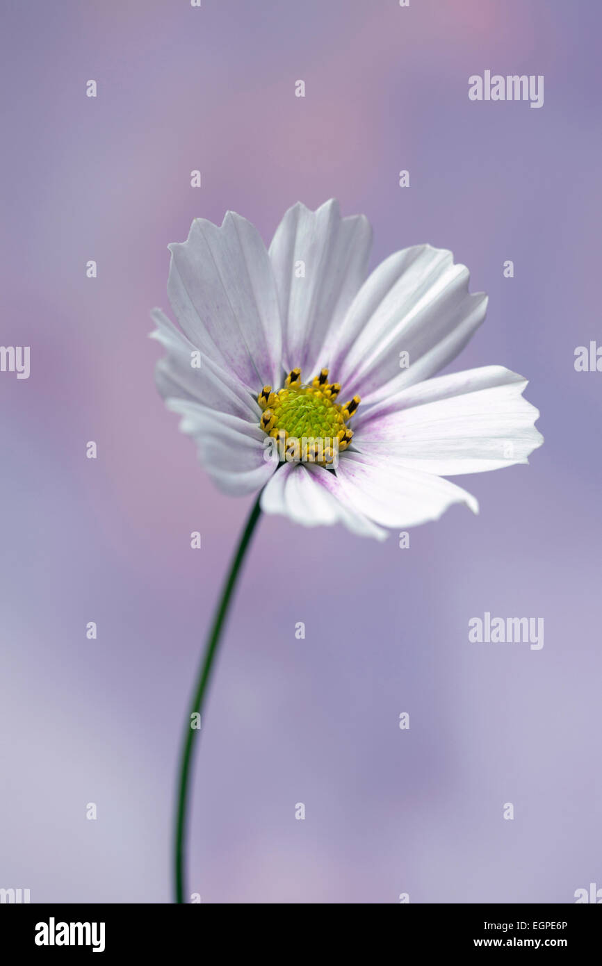 Cosmos bipinnatus 'Daydream', vista frontal de una flor completamente abierta con pétalos blancos teñida de color rosa en el centro y estambres amarillos, contra el fondo azul y rosa suave. Foto de stock