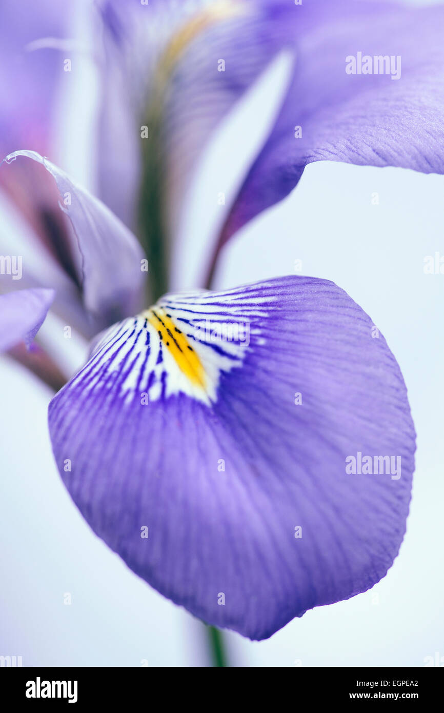 Iris, Iris unguicularis argelino, Cerrar vista recortada del pétalo púrpura con marcas amarillas y blancas contra el fondo azul pálido. Foto de stock
