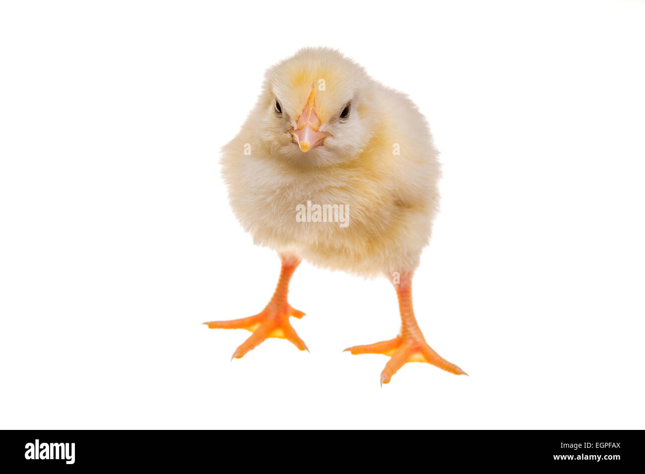 Chick Foto de stock